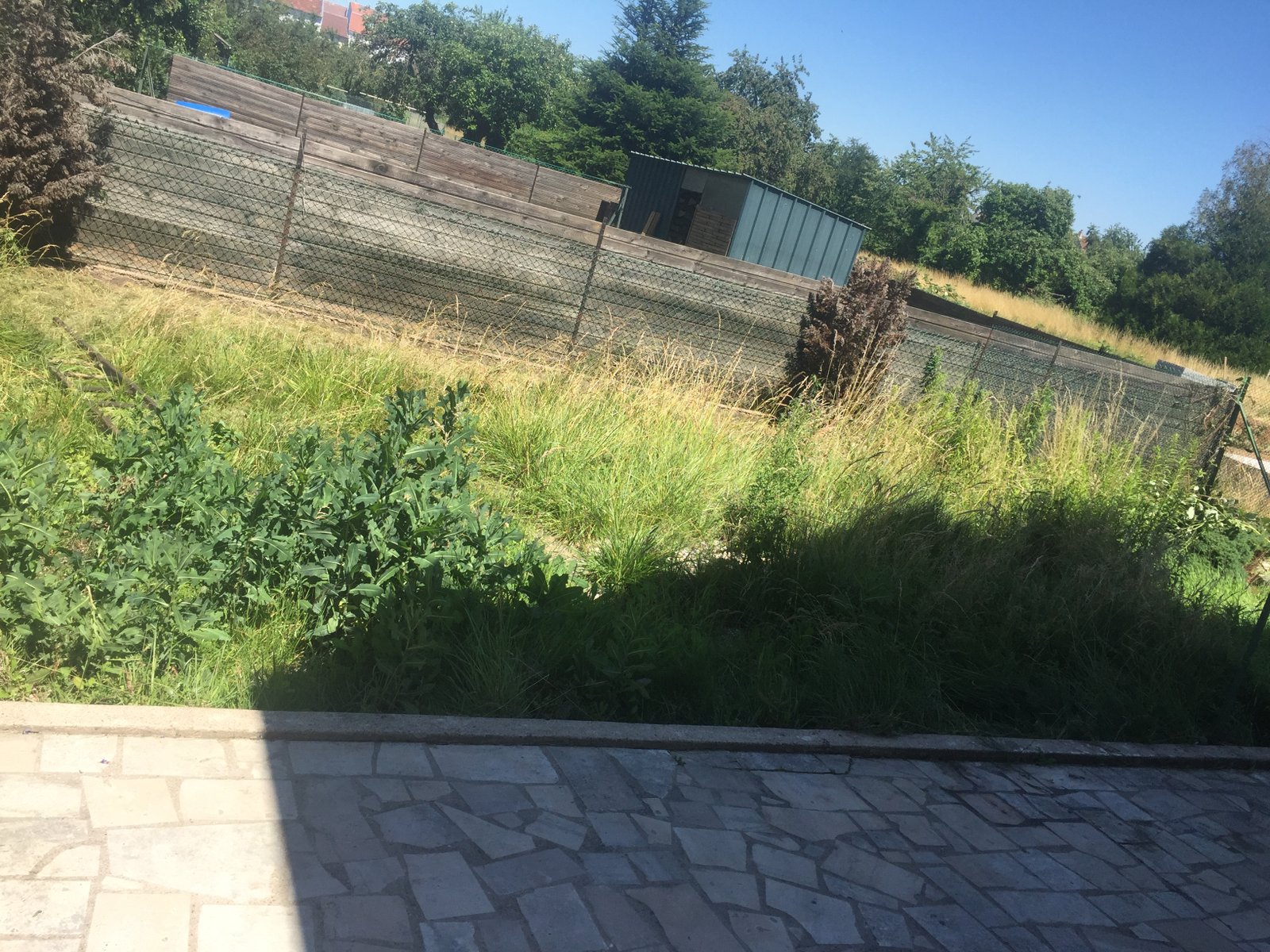 Taille de haies en Moselle